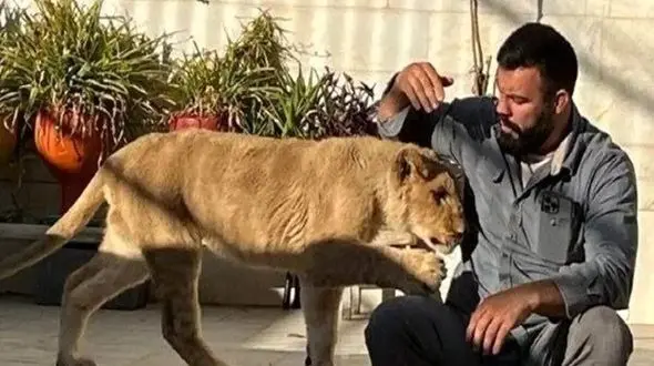 بغض جگرسوز امیر علی اکبری از مرگ شیرش در باغ وحش ارم / چه بگویم؟