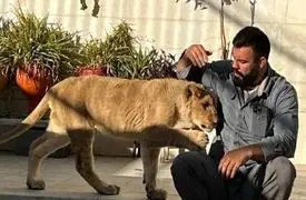 فیلم / امیر علی اکبری :  جای شیر من تو خونه بهتر از باغ وحش بود /  یه الاغ با جُفتک زد شیر نر رو کشت