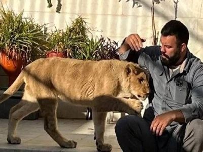 بغض جگرسوز امیر علی اکبری از مرگ شیرش در باغ وحش ارم / چه بگویم؟