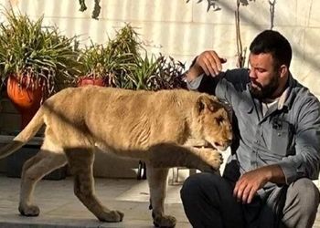 بغض جگرسوز امیر علی اکبری از مرگ شیرش در باغ وحش ارم / چه بگویم؟
