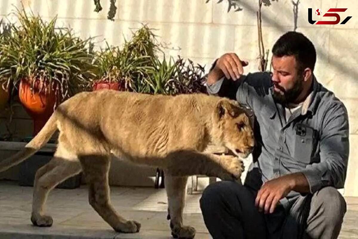 بغض جگرسوز امیر علی اکبری از مرگ شیرش در باغ وحش ارم / چه بگویم؟