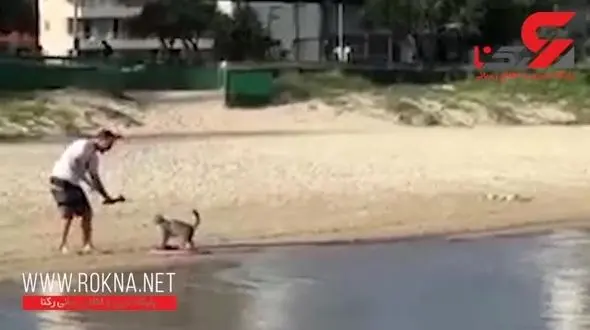 این گربه کاری می کند که همه گربه ها از آن متنفرند! + فیلم 