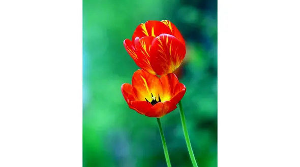 فال ابجد امروز / 5 تیر + فیلم