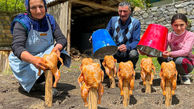 بریانی مرغ زیر سطل های فلزی غذای روستاییان آذریایجان + فیلم
