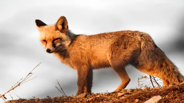 وحشت خانواده مهابادی از روباه گرسنه در خانه شان