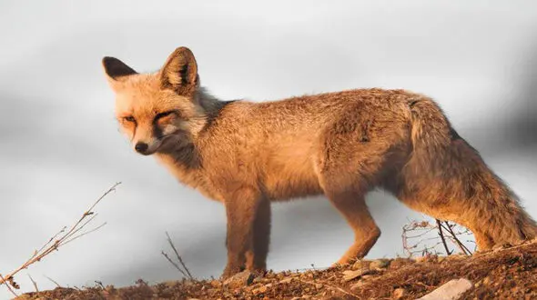 وحشت خانواده مهابادی از روباه گرسنه در خانه شان