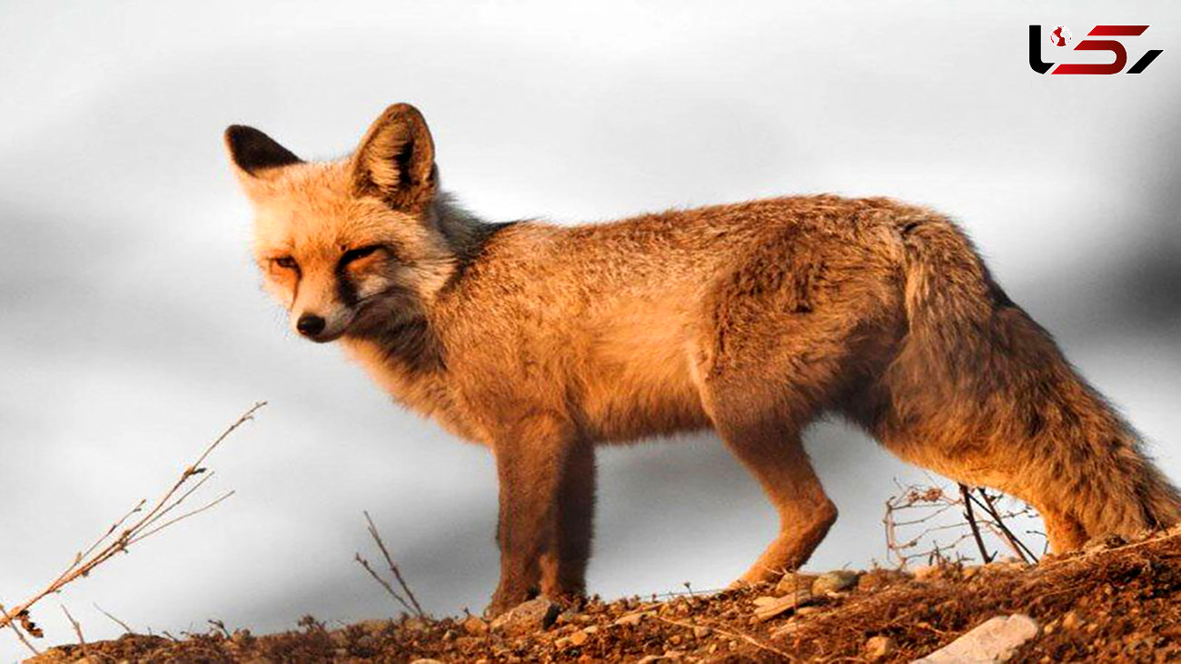 وحشت خانواده مهابادی از روباه گرسنه در خانه شان