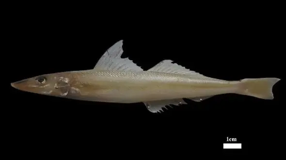 شگفتی تازه در اعماق آب ها! ماهی جدید با نام «خلیج فارس»