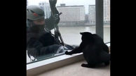  بازی یک گربه بازیگوش با شیشه پاک کن ها!+فیلم