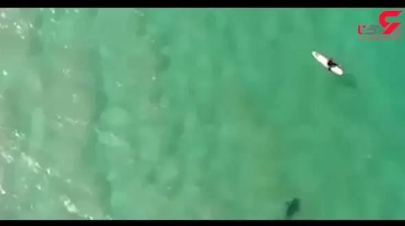 نجات یافتن موج سوار در آخرین لحظات / ببینید چطور او خوراک کوسه قاتل نشد+ فیلم