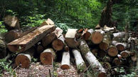 ورود دادستان به موضوع قطع ۷۰ اصله درخت کهنسال در جنگل‌های هیرکانی بهشهر