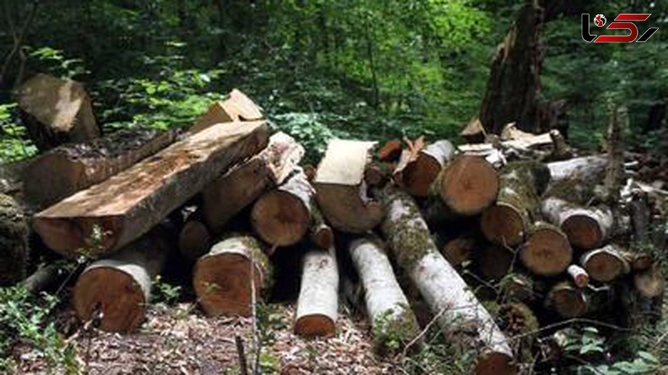 ورود دادستان به موضوع قطع ۷۰ اصله درخت کهنسال در جنگل‌های هیرکانی بهشهر