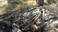 ۳۰۰ تنه درخت بلوط قاچاق در کرمانشاه کشف شد