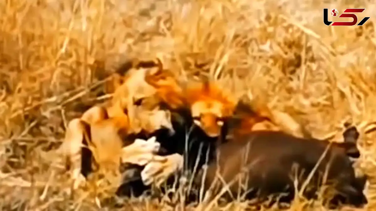 فیلم تکنیک خاص مسترتی برای شکار بوفالو