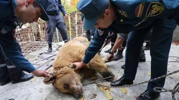 نجات دو خرس گرسنه و خسته از قفس یک رستوران + تصاویر