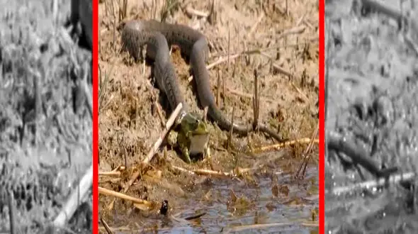 فیلم بلعیدن قورباغه زنده توسط مار