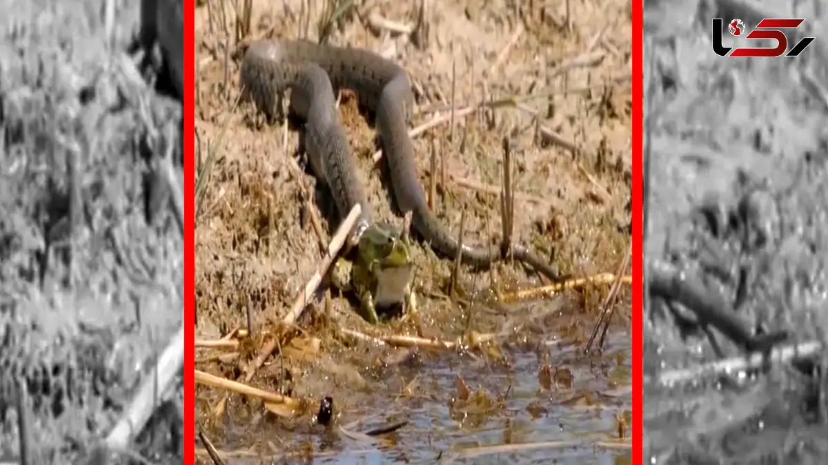 فیلم بلعیدن قورباغه زنده توسط مار