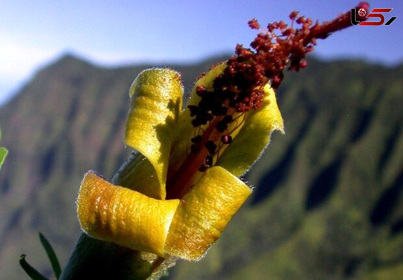  گیاه نادر منقرض شده توسط پهپاد کشف شد