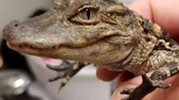 از تمساح قاتل تا خمیازه مورچه خوار