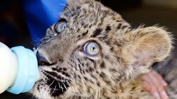  انتقال توله پلنگ از خراسان به مرکز بازپروری حیات وحش اصفهان 