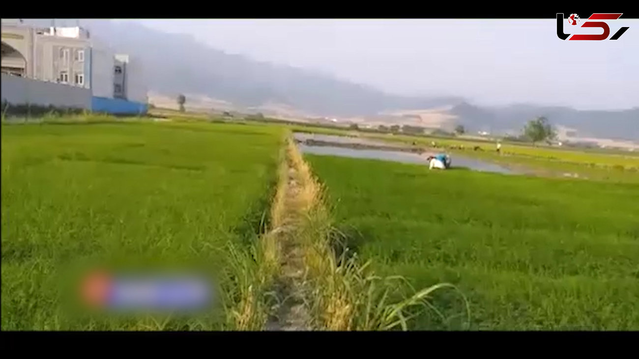 فیلم نشاکاری برنج در روستای مرزین گلستان