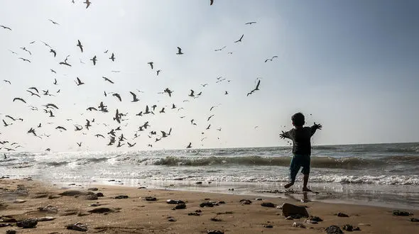 70 درصد پرندگان مهاجر از سفر به مازندران منصرف شدند! / خطر جدی در کمین دریای خزر