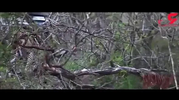 حس مادرانه پلنگ در برابر توله غزال + فیلم