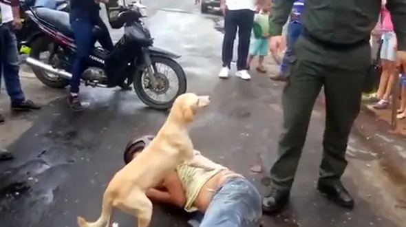 نگهبانی سگ وفادار از صاحب بی فکرش در خیابان / ببینید