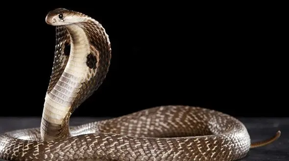 فیلم وحشت از حمله مار به ساکنان یک خانه !