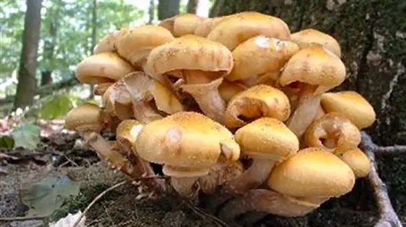 علائم مسمومیت قارچ های مرگ آور را جدی بگیرید!