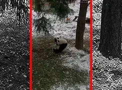 فیلم بازی و غلت زدن پانداها در برف باغ وحش