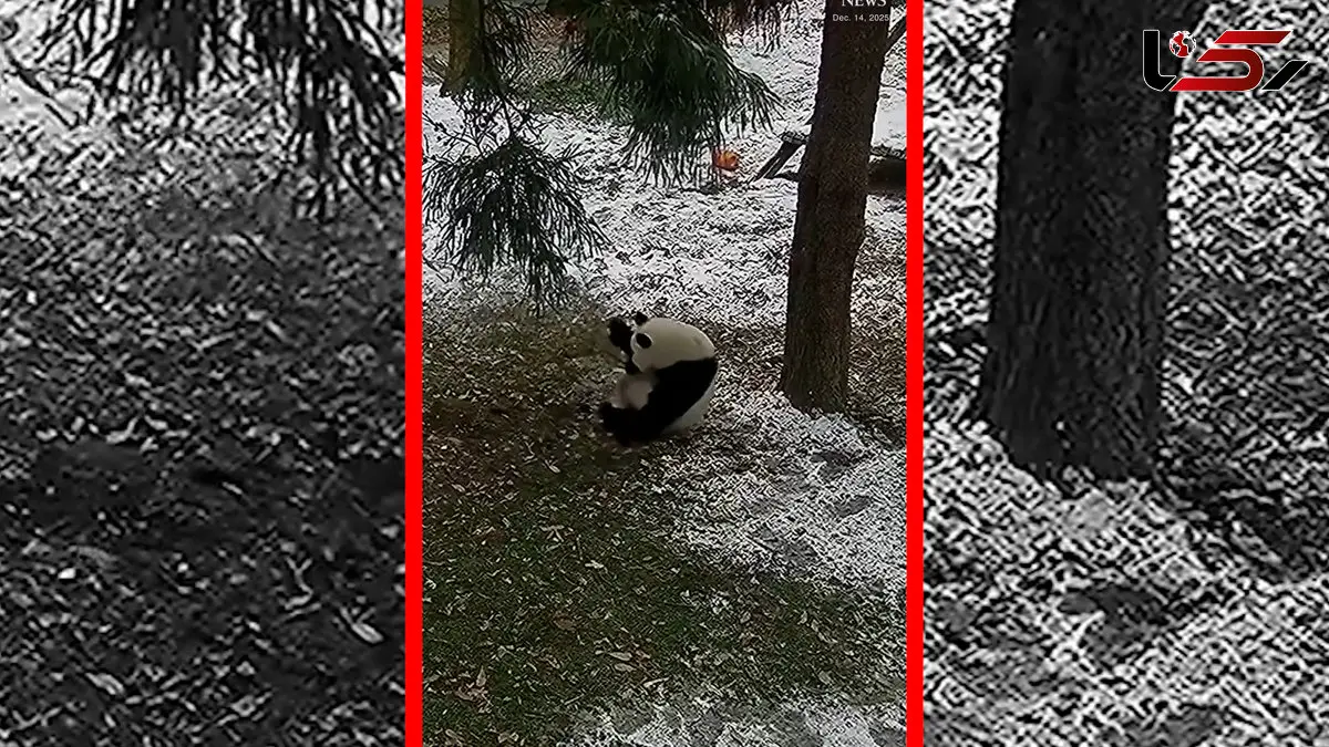 فیلم بازی و غلت زدن پانداها در برف باغ وحش