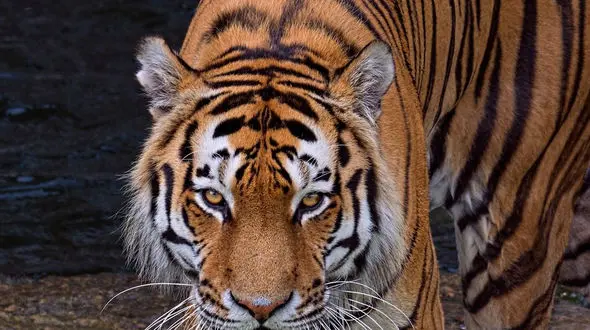 از مهر مادرانه زرافه تا زیبایی های طاووس