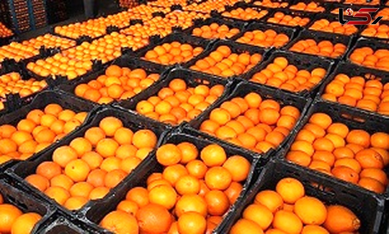 تامین پرتقال شب عید/ سرما تنها 30 درصد از تولید باغات را خراب کرد 