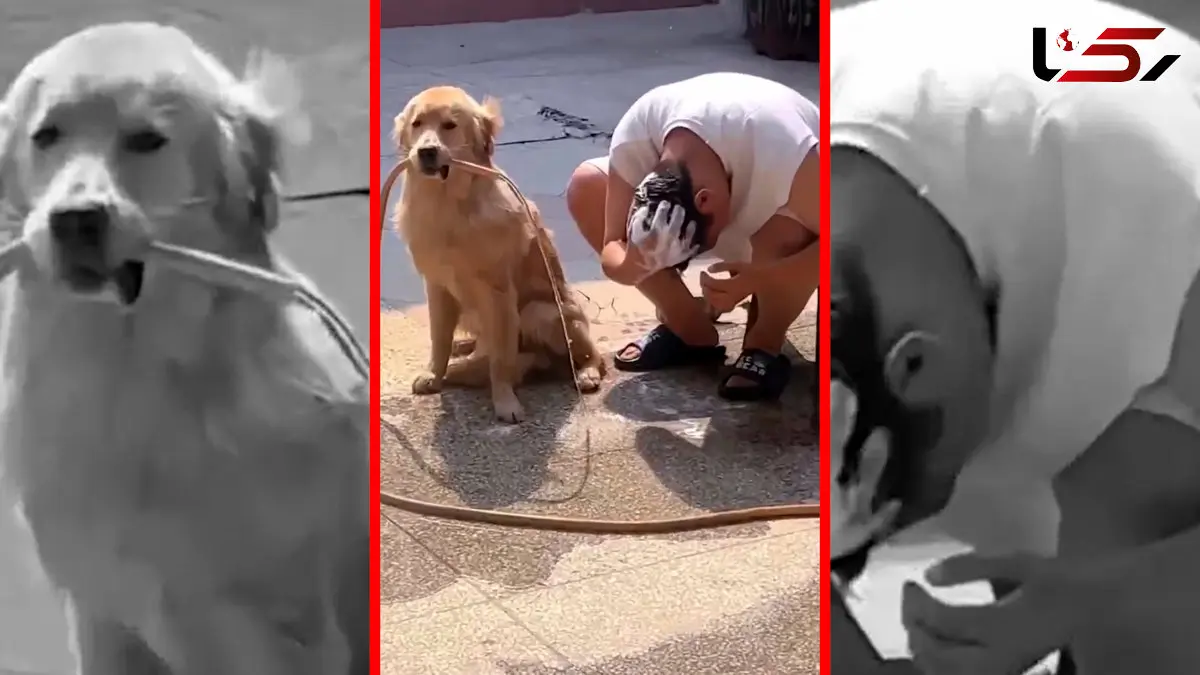 فیلم کمک یک سگ به صاحب خود برای شستن سر