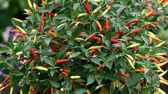 در نوروز 1402 از جزئی ترین اتفاقات طبیعت لذت ببرید + فیلم