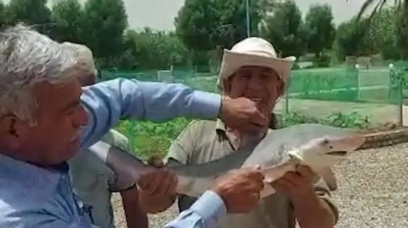 ورود کوسه ها به آب های خوزستان / آبادانی ها ترسیدند + فیلم