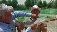 ورود کوسه ها به آب های خوزستان / آبادانی ها ترسیدند + فیلم