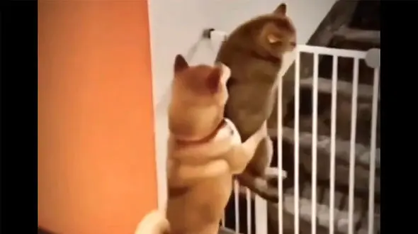 ببینید / همدستی جالب سگ و گربه برای فرار از زندان / شوکه می شوید + فیلم