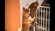 ببینید / همدستی جالب سگ و گربه برای فرار از زندان / شوکه می شوید + فیلم