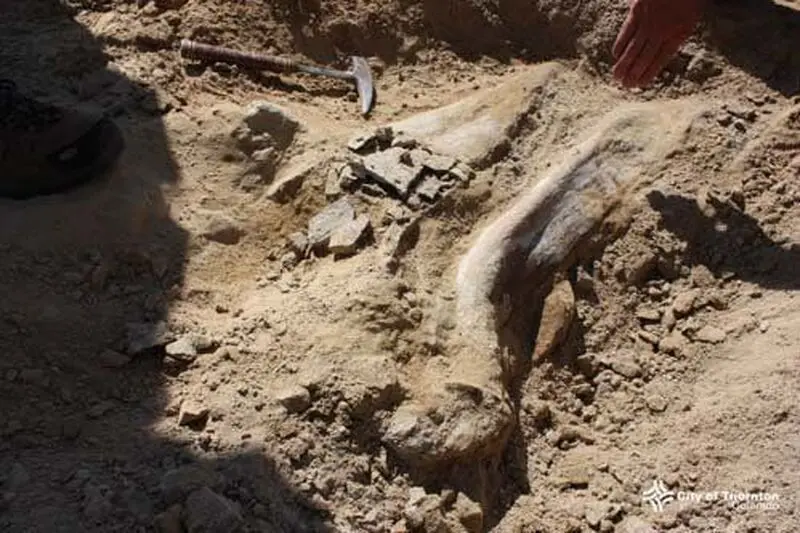 کشف فسیل 66 میلیون ساله هنگام خاکبرداری پروژه ساخت و ساز