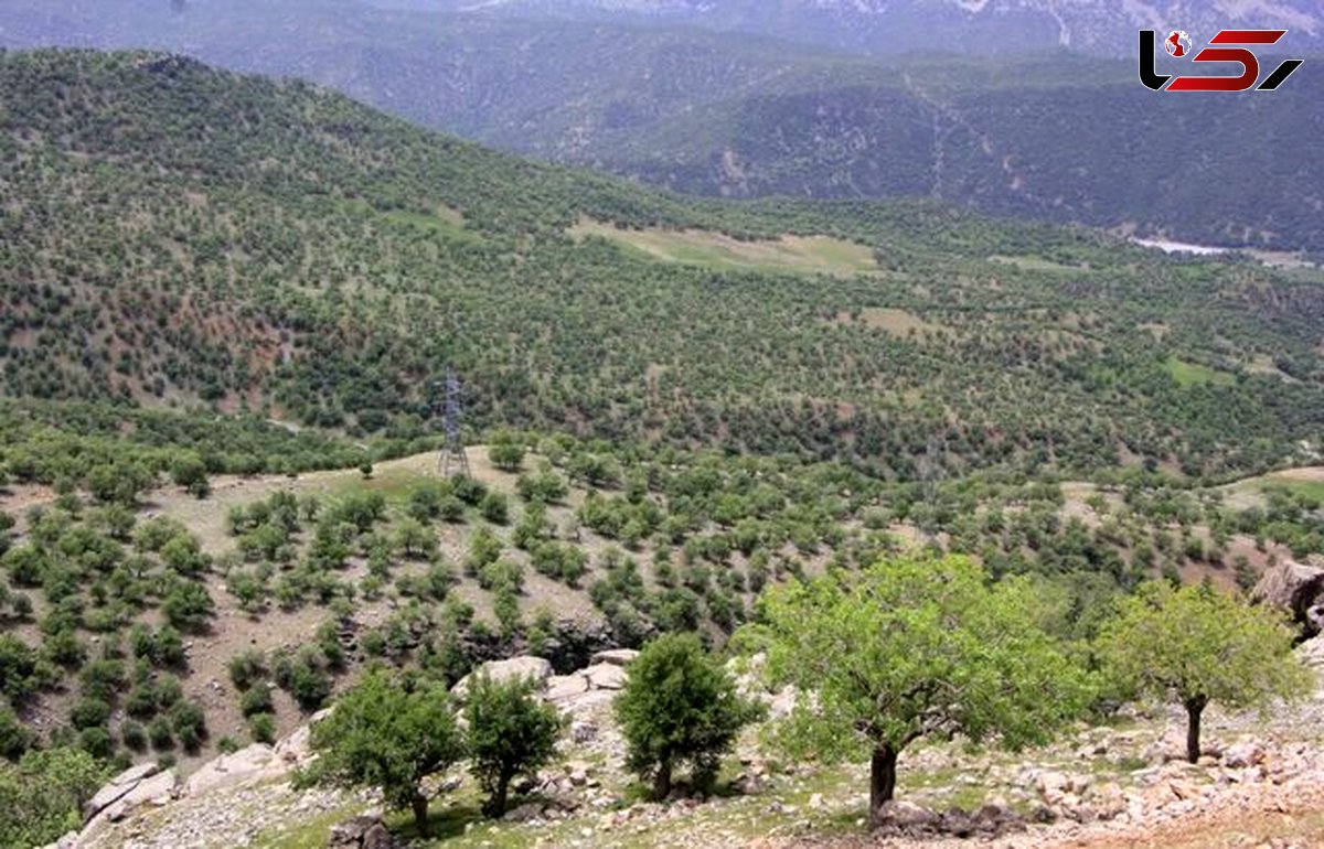 طرح زاگرسانه در جنگل‌های بانه اجرا شد