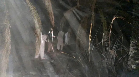 نخلستان های سیستان و بلوچستان سوخت / مهار آتش سوزی پس از 4 ساعت