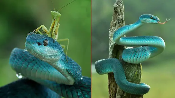 
دوستی عجیب مار و ملخ! +عکس
