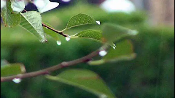 آخر هفته بارانی در مشهد؛ کاهش دمای شبانه به ۱۹ درجه