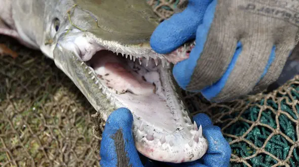 کشف یک موجود مرموز شبیه تمساح + عکس