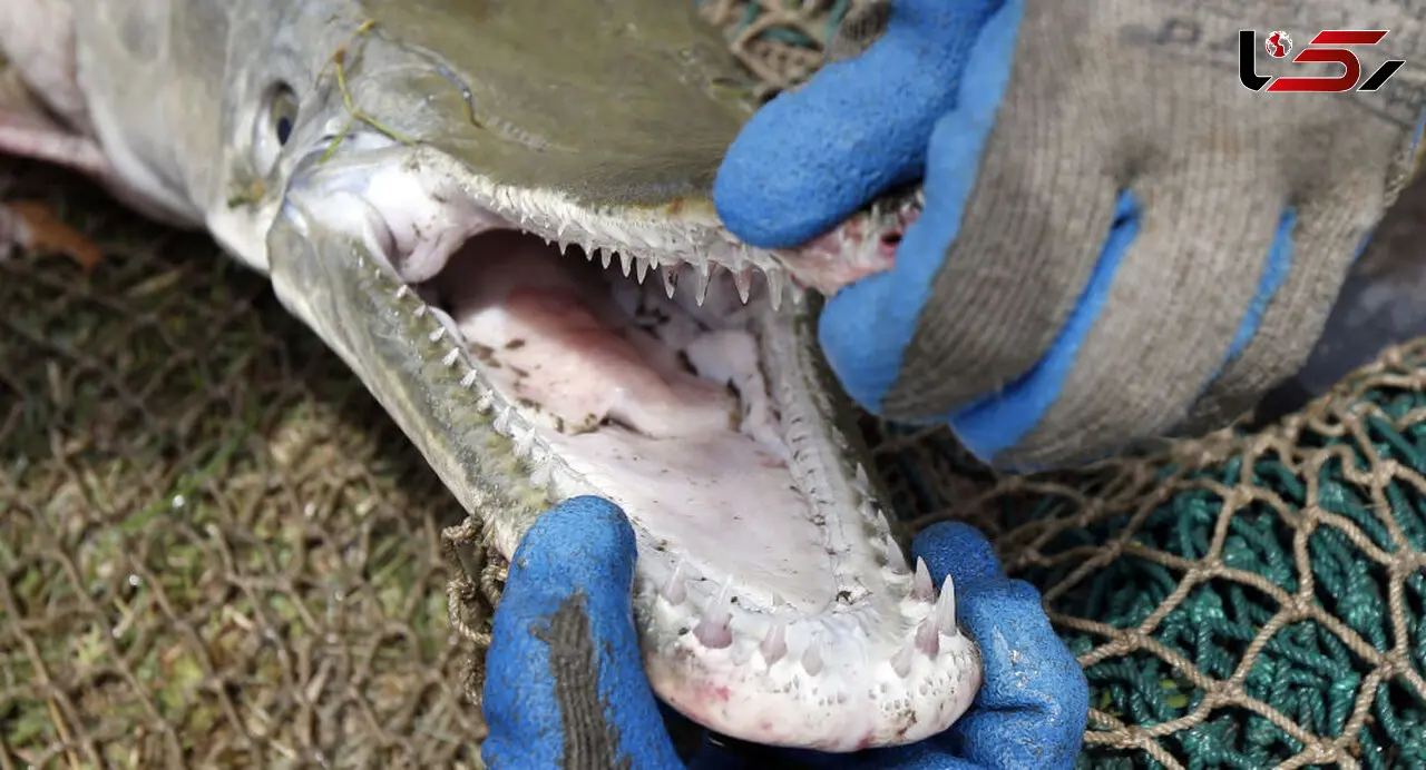 کشف یک موجود مرموز شبیه تمساح + عکس