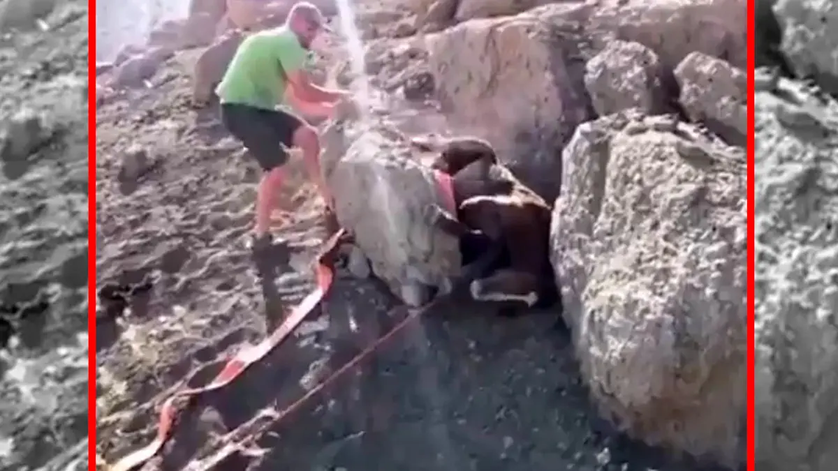 فیلم تلاش مرد برای نجات کره اسب