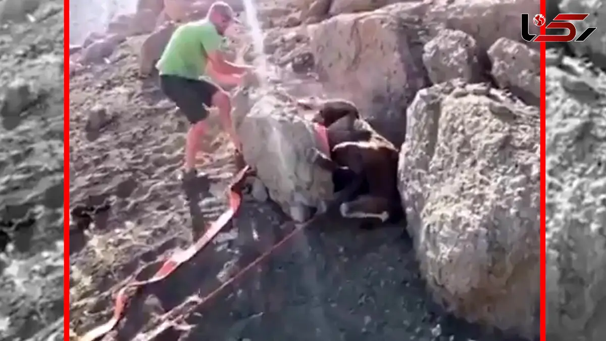 فیلم تلاش مرد برای نجات کره اسب