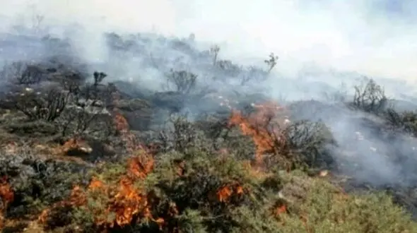 آتش زدن باغ یک هزاره ساله قزوین توسط عکاس جوگیر